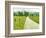 Country Road Photo I-James McLoughlin-Framed Photographic Print