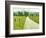 Country Road Photo I-James McLoughlin-Framed Photographic Print