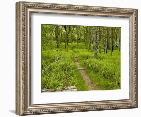 Country Road Photo V-James McLoughlin-Framed Photographic Print