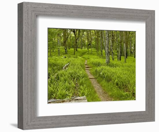 Country Road Photo V-James McLoughlin-Framed Photographic Print