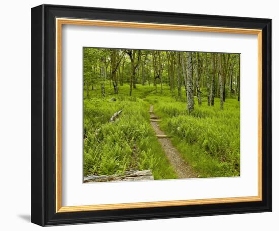 Country Road Photo V-James McLoughlin-Framed Photographic Print