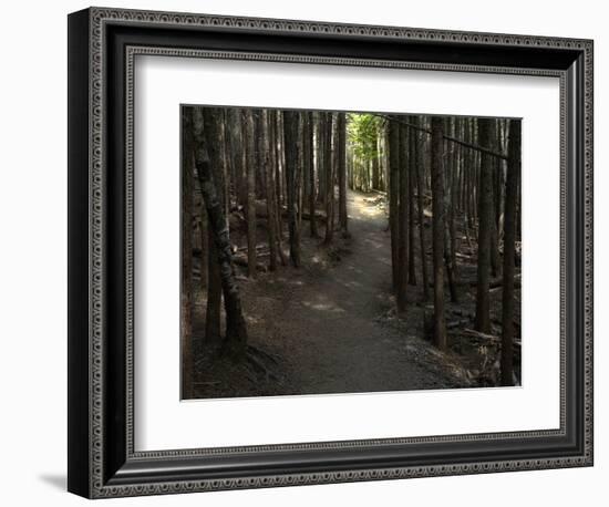 Country Road Photo VI-James McLoughlin-Framed Photographic Print