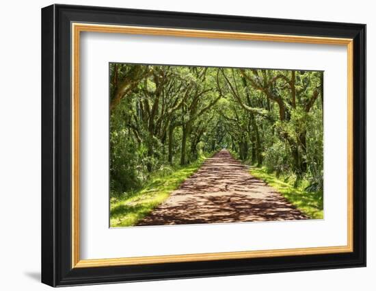 Country Road Photo VII-James McLoughlin-Framed Photographic Print