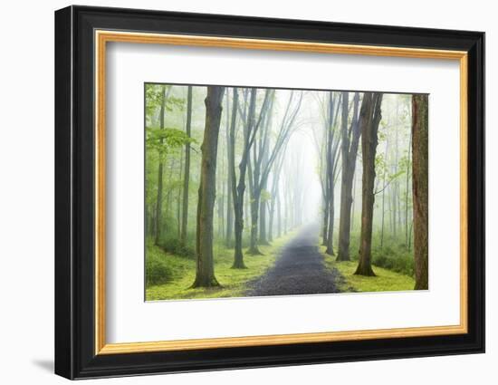 Country Road Photo VIII-James McLoughlin-Framed Photographic Print