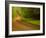 Country Road-Doug Chinnery-Framed Photographic Print