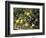 Country Still Life I-Oliver Clare-Framed Premium Giclee Print