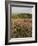 Countryside Near Pienza. Val D'Orcia, Siena Province, Tuscany, Italy, Europe-Pitamitz Sergio-Framed Photographic Print