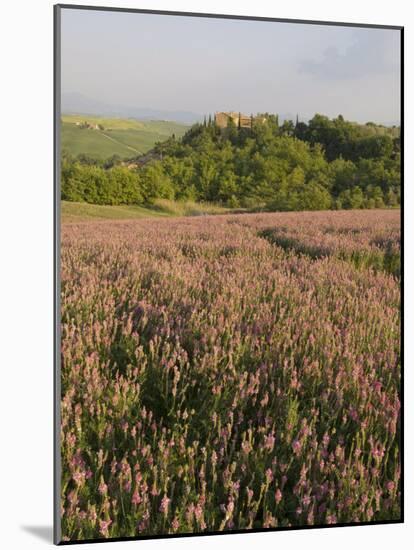 Countryside Near Pienza. Val D'Orcia, Siena Province, Tuscany, Italy, Europe-Pitamitz Sergio-Mounted Photographic Print