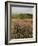 Countryside Near Pienza. Val D'Orcia, Siena Province, Tuscany, Italy, Europe-Pitamitz Sergio-Framed Photographic Print