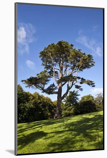 County Down; Ireland; Lebanon Cedar in Castleward Domesne Near Strangford-null-Mounted Photographic Print