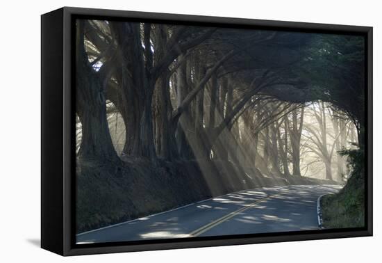 County Road with Sunlight Filtering in Through the Trees, Mendocino, California, Usa-Natalie Tepper-Framed Premier Image Canvas