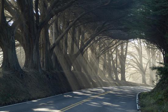 County Road With Sunlight Filtering In Through The Trees Mendocino California Usa Photographic Print By Natalie Tepper Art Com