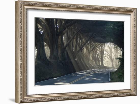 County Road with Sunlight Filtering in Through the Trees, Mendocino, California, Usa-Natalie Tepper-Framed Photographic Print