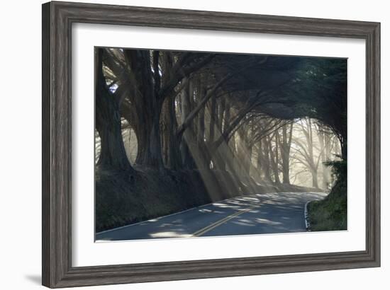 County Road with Sunlight Filtering in Through the Trees, Mendocino, California, Usa-Natalie Tepper-Framed Photographic Print