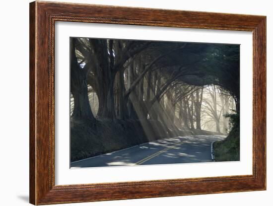 County Road with Sunlight Filtering in Through the Trees, Mendocino, California, Usa-Natalie Tepper-Framed Photographic Print