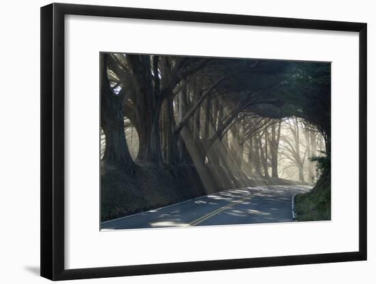County Road with Sunlight Filtering in Through the Trees, Mendocino, California, Usa-Natalie Tepper-Framed Photographic Print