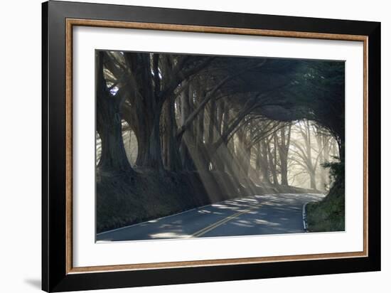 County Road with Sunlight Filtering in Through the Trees, Mendocino, California, Usa-Natalie Tepper-Framed Photographic Print