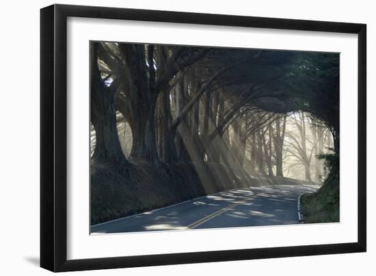 County Road with Sunlight Filtering in Through the Trees, Mendocino, California, Usa-Natalie Tepper-Framed Photographic Print