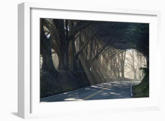 County Road with Sunlight Filtering in Through the Trees, Mendocino, California, Usa-Natalie Tepper-Framed Photographic Print