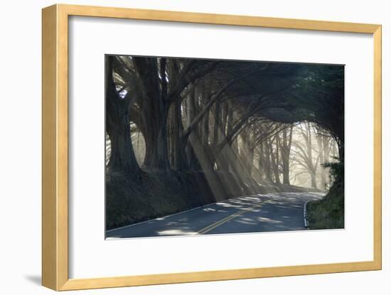 County Road with Sunlight Filtering in Through the Trees, Mendocino, California, Usa-Natalie Tepper-Framed Photographic Print