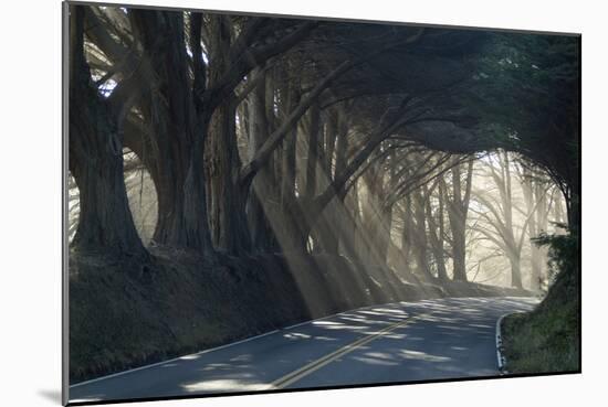 County Road with Sunlight Filtering in Through the Trees, Mendocino, California, Usa-Natalie Tepper-Mounted Photographic Print