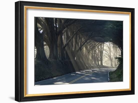 County Road with Sunlight Filtering in Through the Trees, Mendocino, California, Usa-Natalie Tepper-Framed Photographic Print