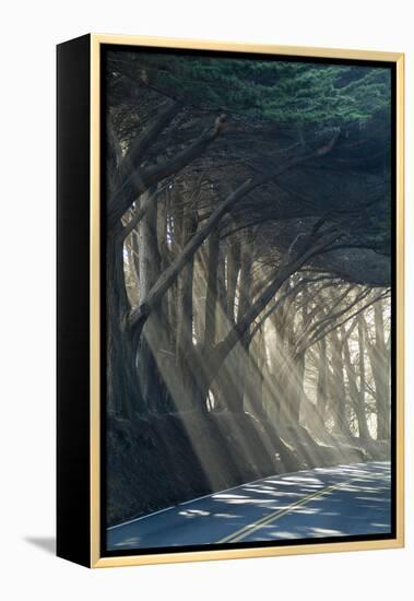 County Road with Sunlight Filtering in Through the Trees, Mendocino, California, Usa-Natalie Tepper-Framed Stretched Canvas