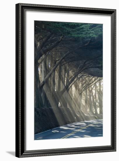 County Road with Sunlight Filtering in Through the Trees, Mendocino, California, Usa-Natalie Tepper-Framed Photo