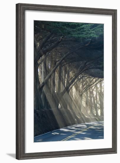 County Road with Sunlight Filtering in Through the Trees, Mendocino, California, Usa-Natalie Tepper-Framed Photo