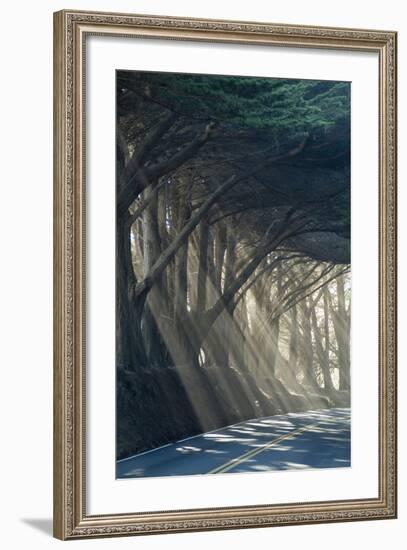 County Road with Sunlight Filtering in Through the Trees, Mendocino, California, Usa-Natalie Tepper-Framed Photo