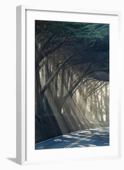 County Road with Sunlight Filtering in Through the Trees, Mendocino, California, Usa-Natalie Tepper-Framed Photo