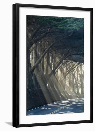 County Road with Sunlight Filtering in Through the Trees, Mendocino, California, Usa-Natalie Tepper-Framed Photo