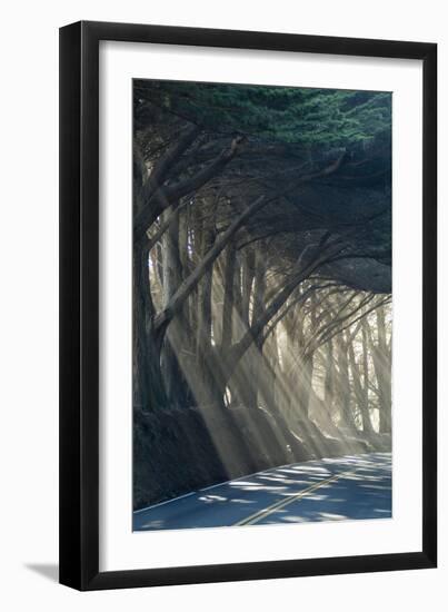 County Road with Sunlight Filtering in Through the Trees, Mendocino, California, Usa-Natalie Tepper-Framed Photo