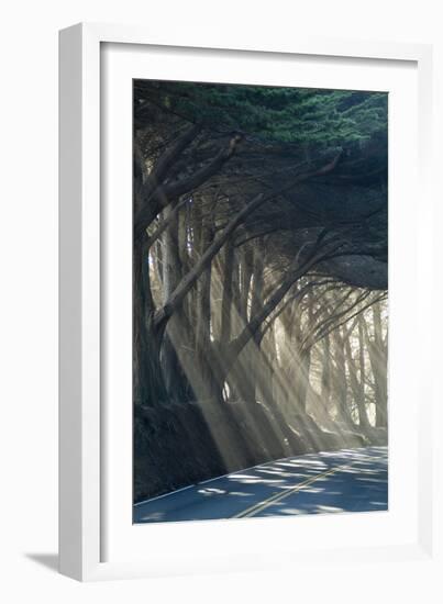 County Road with Sunlight Filtering in Through the Trees, Mendocino, California, Usa-Natalie Tepper-Framed Photo