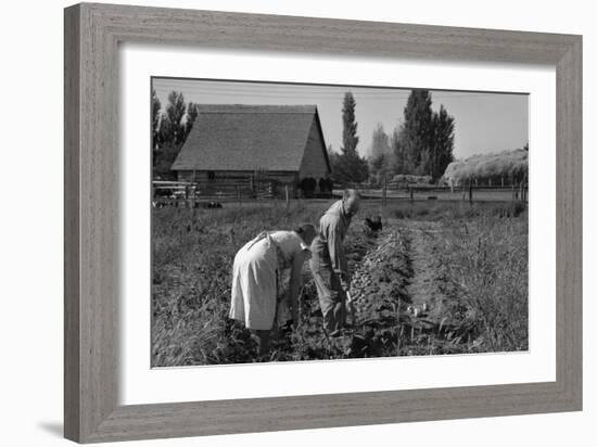 Couple Digging their Sweet Potatoes-Dorothea Lange-Framed Art Print