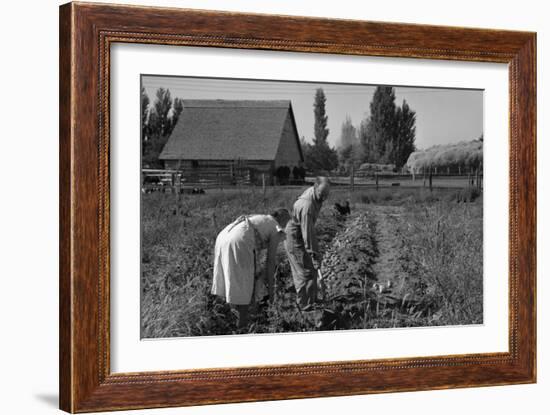 Couple Digging their Sweet Potatoes-Dorothea Lange-Framed Art Print