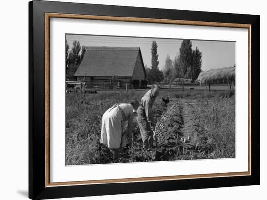 Couple Digging their Sweet Potatoes-Dorothea Lange-Framed Art Print