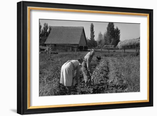 Couple Digging their Sweet Potatoes-Dorothea Lange-Framed Art Print