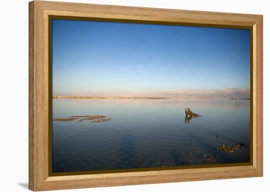 Couple in Healing Mud, Dead Sea, Israel-David Noyes-Framed Premier Image Canvas