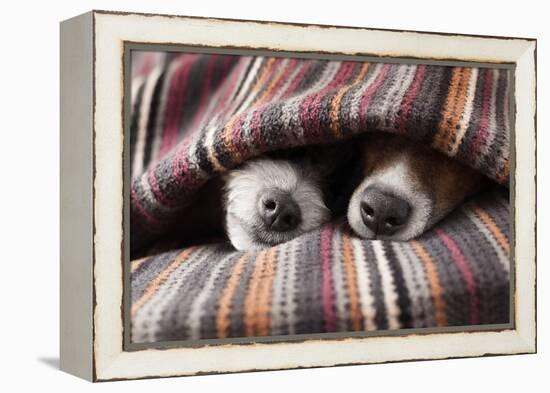 Couple of Dogs in Love Sleeping Together under the Blanket in Bed-Javier Brosch-Framed Premier Image Canvas