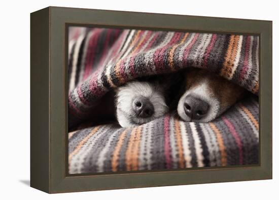 Couple of Dogs in Love Sleeping Together under the Blanket in Bed-Javier Brosch-Framed Premier Image Canvas