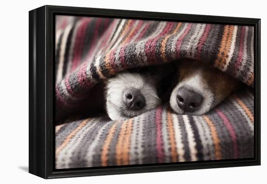 Couple of Dogs in Love Sleeping Together under the Blanket in Bed-Javier Brosch-Framed Premier Image Canvas