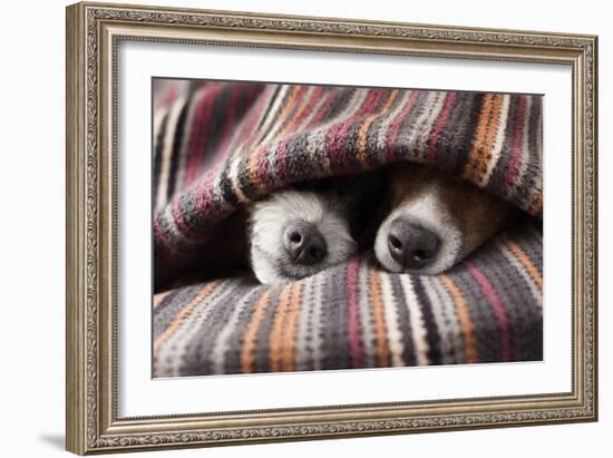 Couple of Dogs in Love Sleeping Together under the Blanket in Bed-Javier Brosch-Framed Photographic Print