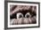 Couple of Dogs in Love Sleeping Together under the Blanket in Bed-Javier Brosch-Framed Photographic Print