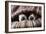 Couple of Dogs in Love Sleeping Together under the Blanket in Bed-Javier Brosch-Framed Photographic Print