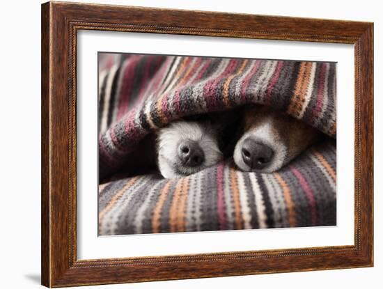 Couple of Dogs in Love Sleeping Together under the Blanket in Bed-Javier Brosch-Framed Photographic Print