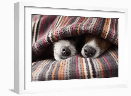 Couple of Dogs in Love Sleeping Together under the Blanket in Bed-Javier Brosch-Framed Photographic Print