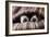 Couple of Dogs in Love Sleeping Together under the Blanket in Bed-Javier Brosch-Framed Photographic Print