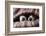 Couple of Dogs in Love Sleeping Together under the Blanket in Bed-Javier Brosch-Framed Photographic Print