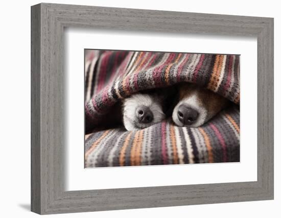 Couple of Dogs in Love Sleeping Together under the Blanket in Bed-Javier Brosch-Framed Photographic Print
